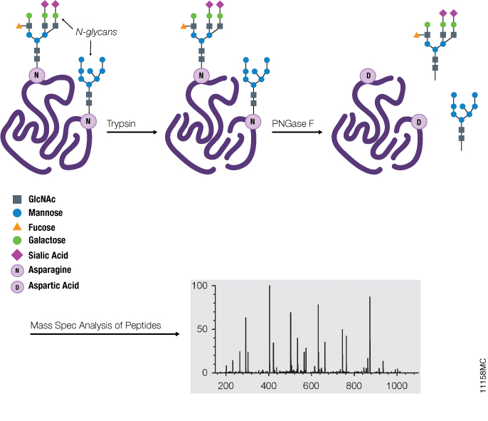 Schematic illustrating the use of PNGase F and mass spec analysis of N-glycosylation.