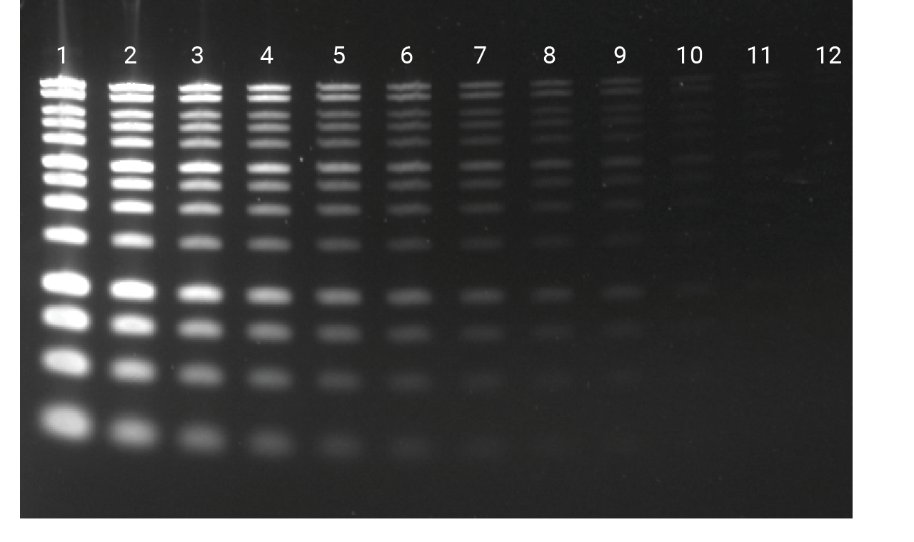 Diamond™ Gel Nucleic Acid staining of DNA separated on a 1.2% Clear E-gel®.