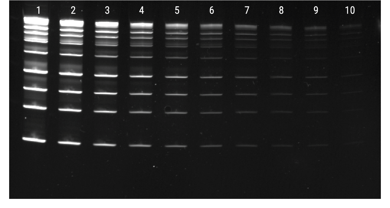 Diamond™ Gel Nucleic Acid staining of DNA separated on a 4–20% polyacrylamide gel.