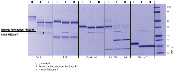 Recombinant PNGase F deglycosylates multiple substrates.