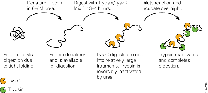 trypsin lysc digests difficult proteins for mass spec