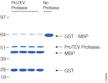 Cleavage of 20µg of GST-MBP fusion protein with ProTEV protease after 60 minutes at 30°C.