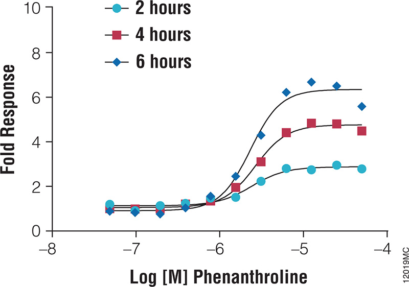 Rapid stabilization and accumulation of HIF1A monitored with HIF1A-NanoLuc® fusion protein.