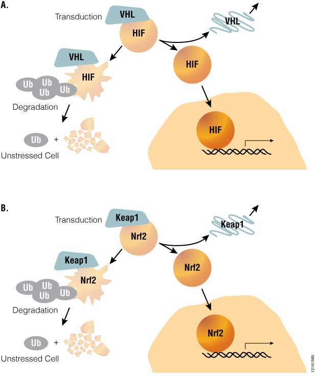 A common pathway architecture governs adaptive stress response signaling_12161MA
