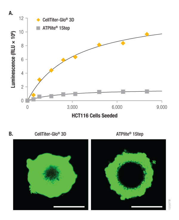 Lytic capacity of CellTiter-Glo 3D compared to ATPlite 1Step Reagent 12330TB
