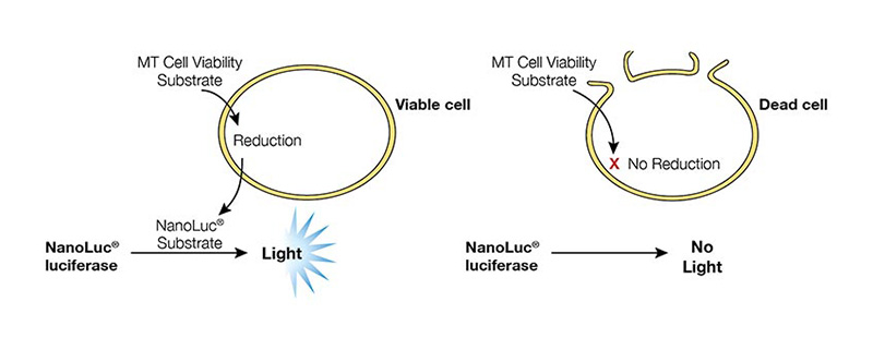 Diagram showing how the real-time-glo MT cell viability assay works.