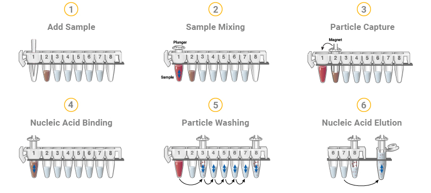 How nucleic acid is purified using Maxwell cartridges
