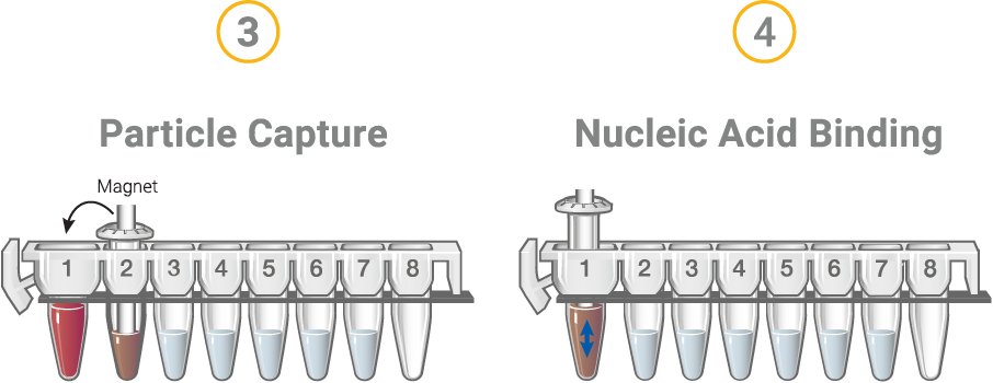Schematic of particle capture and nucleic acid binding steps in the Maxwell DNA purification method.