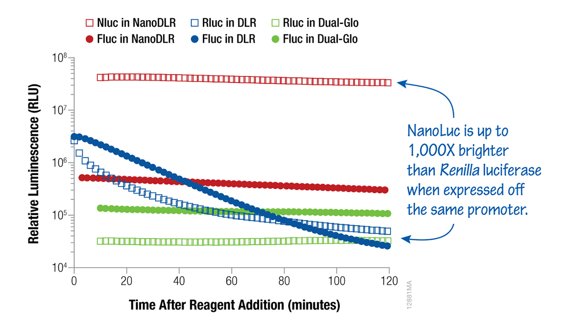 Nanoluc荧光素酶在同一启动子下表达时比Renilla荧光素酶亮1000倍