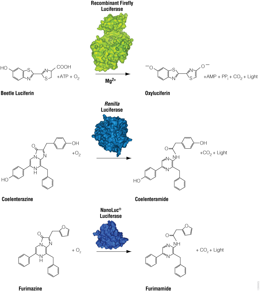 萤火虫荧光素酶，Renilla荧光素酶和Nanoluc荧光素酶反应。