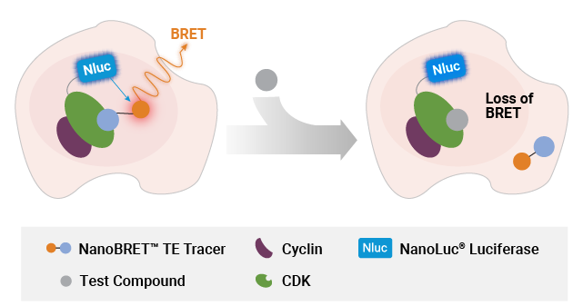 NanoBRET™ TE CDK Selectivity System Workflow; Day 2 - Perform Assay