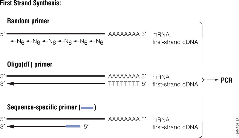 PCR Amplification | An Introduction To PCR Methods | Promega