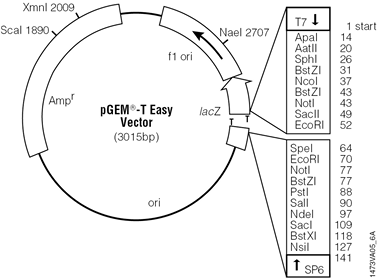 easy vector code