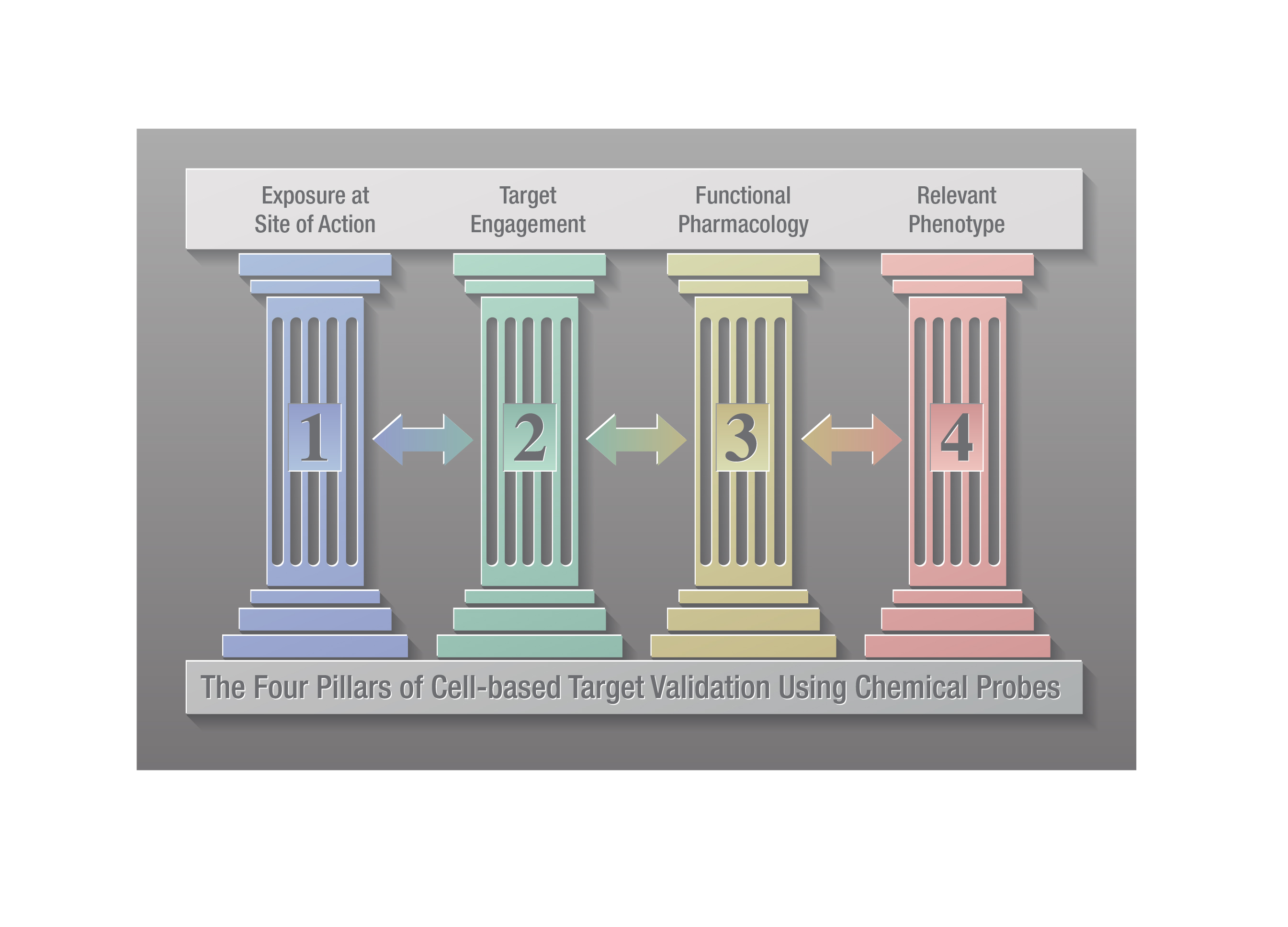 The four pillars of cell-based target validation using chemical probes