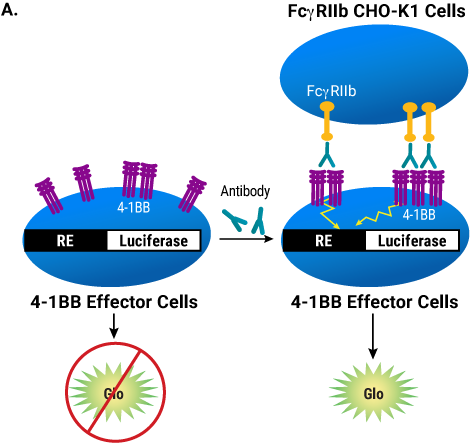 4-1BB Bioassay schematic showing assay with FcγRIIb-dependent agonist antibody.