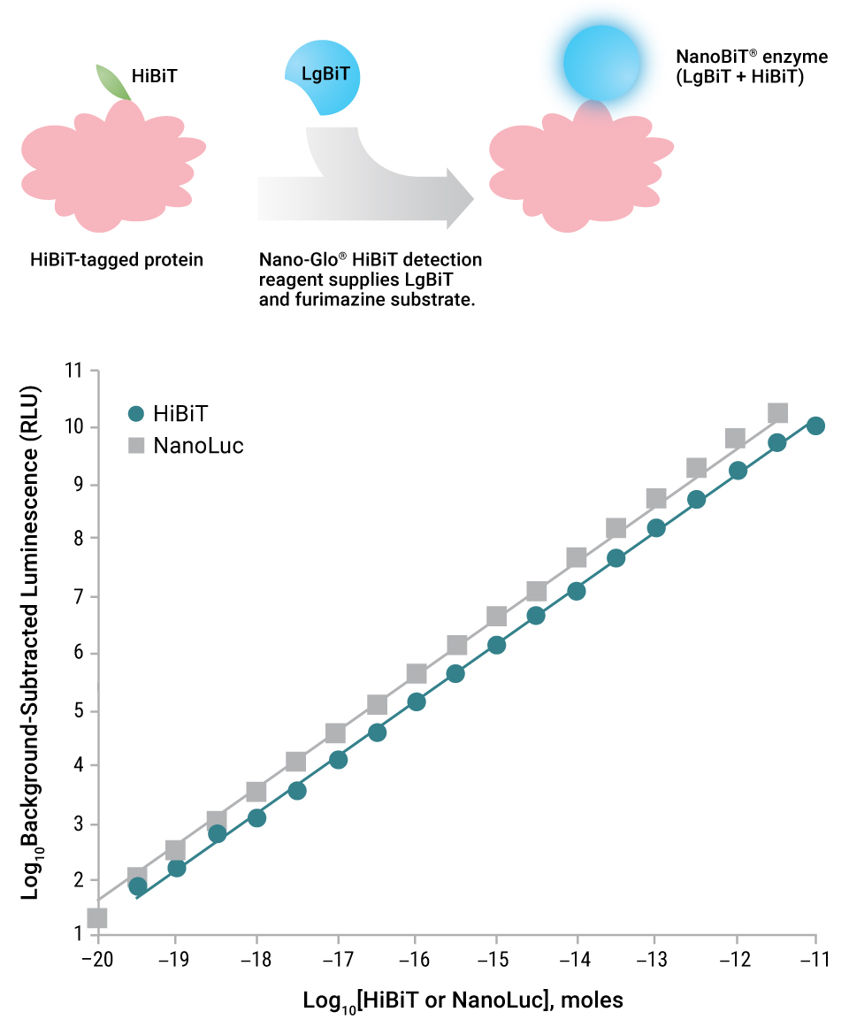 linearity of luminescent signal generated by HiBit protein tagging system