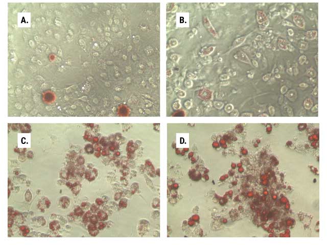 Lipid accumulation during adipocyte differentiation: Oil Red Stain.