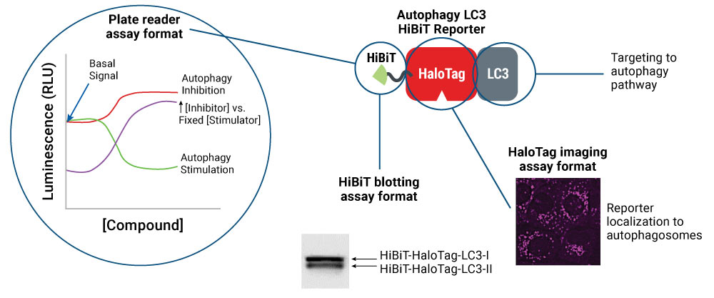 autophagy lc3 hibit reporter assay formats