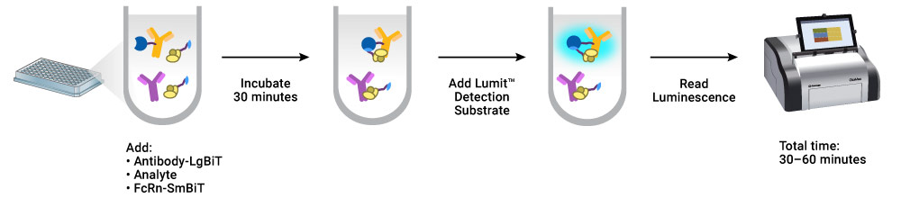 Lumit FcRn Binding Immunoassay workflow diagram. 