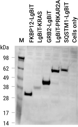 Detection of NanoLuc Luciferase on Western Blot with Anti-NanoLuc Antibody