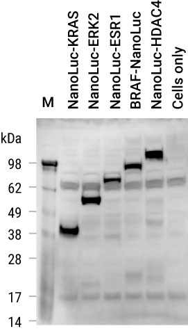 Detection of NanoLuc Luciferase on Western Blot with Anti-NanoLuc Antibody