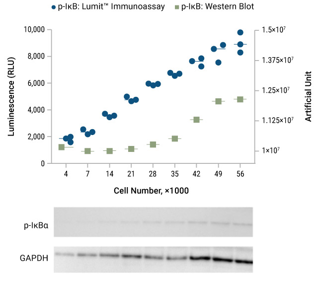 phospho-IkB lumit免疫分析vs Western blot
