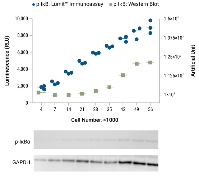 phospho-IkB lumit immunoassay vs Western blot