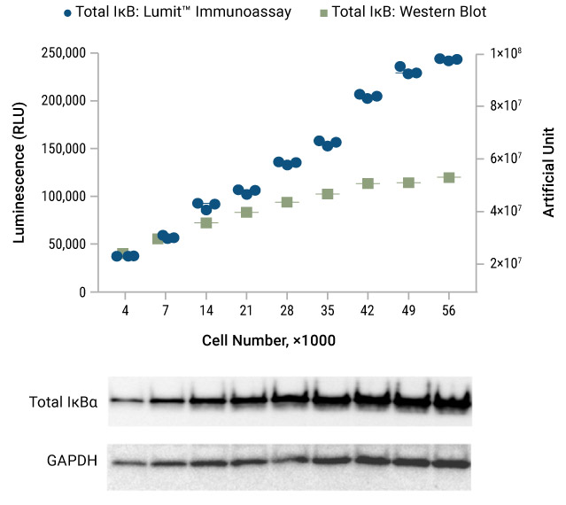 Total IkB lumit immunoassay vs Western blot