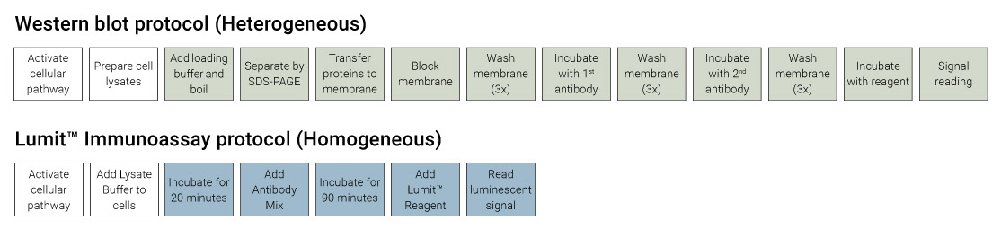 Lumit immunoassay Wester blot protocol comparison
