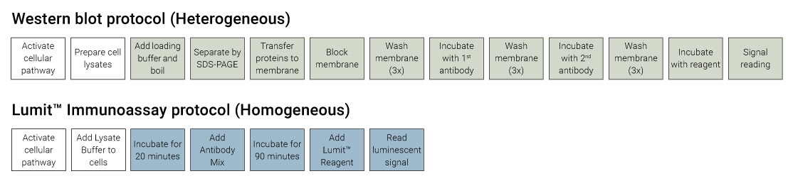 Lumit Immunoassay compared to Western blot