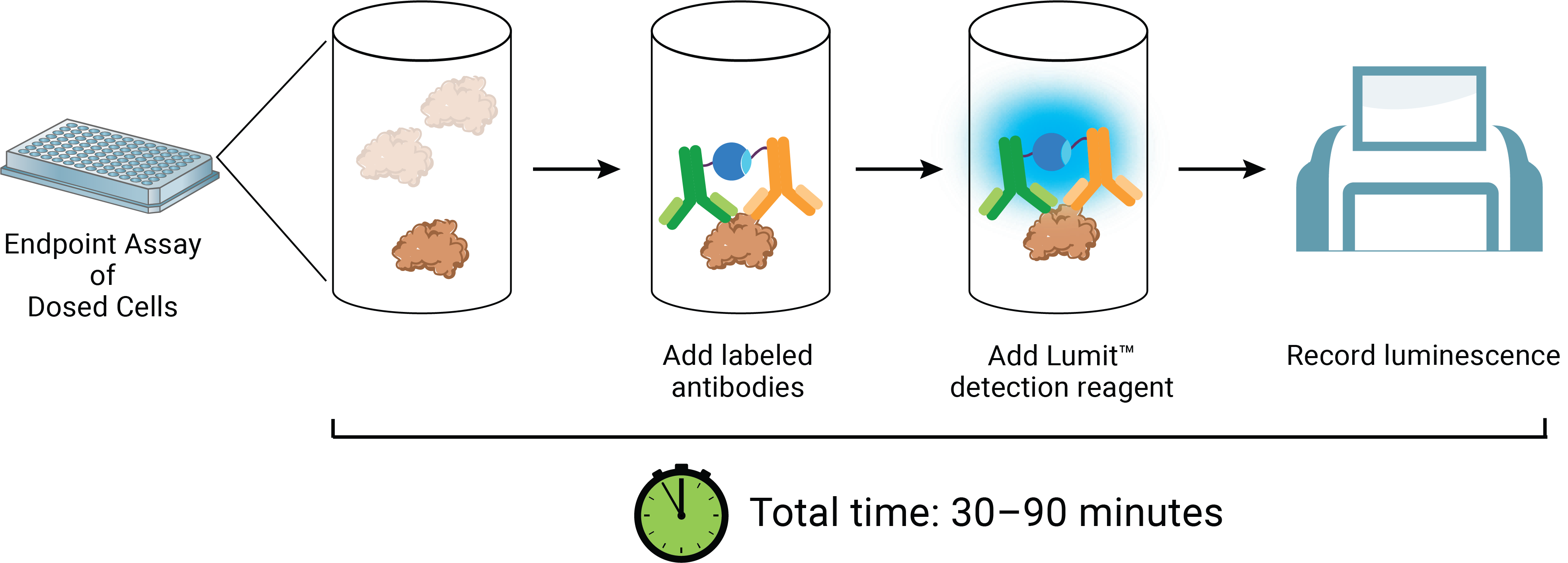 Lumit™ IL-2 (Human) Immunoassay