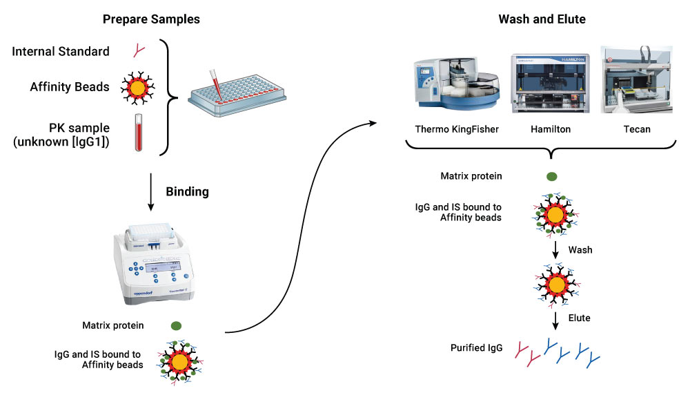 Overview of the therapeutic antibody purification workflow
