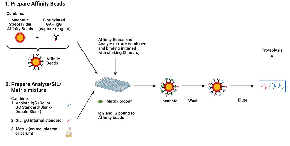 Hybrid Immunoaffinity (IA) LC-MS/MS Assay Workflow