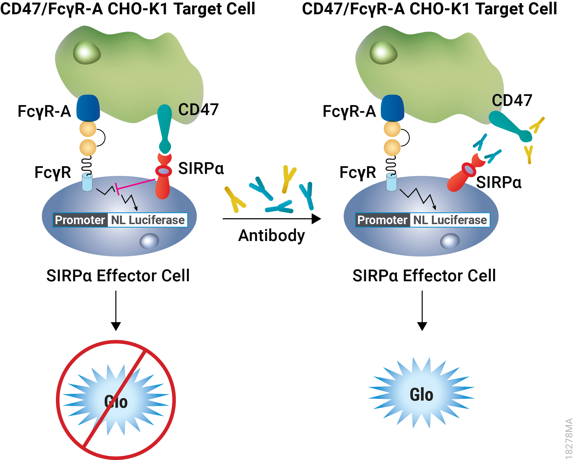 Representation of the SIRPα/CD47 Blockade Bioassay.