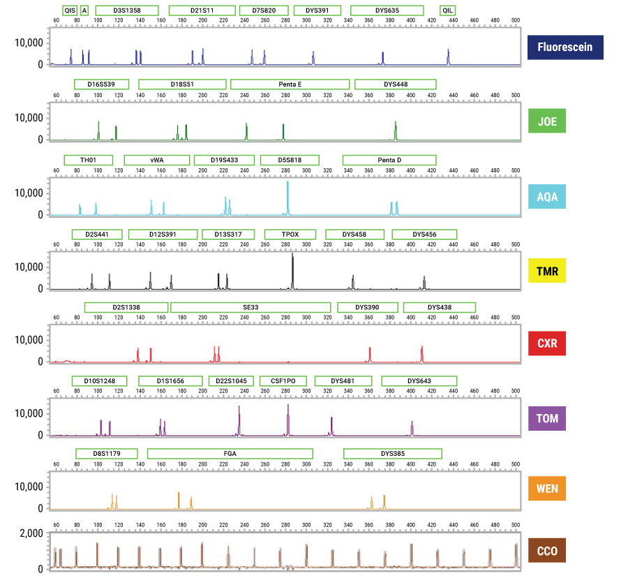 使用PowerPlex®35GY系统扩增提取的DNA电泳图。
