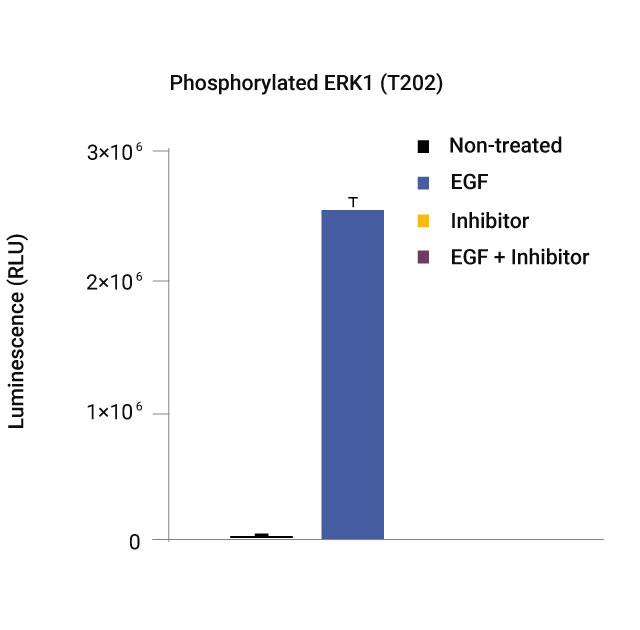 Detection of phosphorylated ERK1