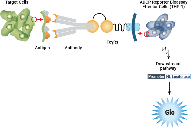 Representation of the ADCP Reporter Bioassay (THP-1).