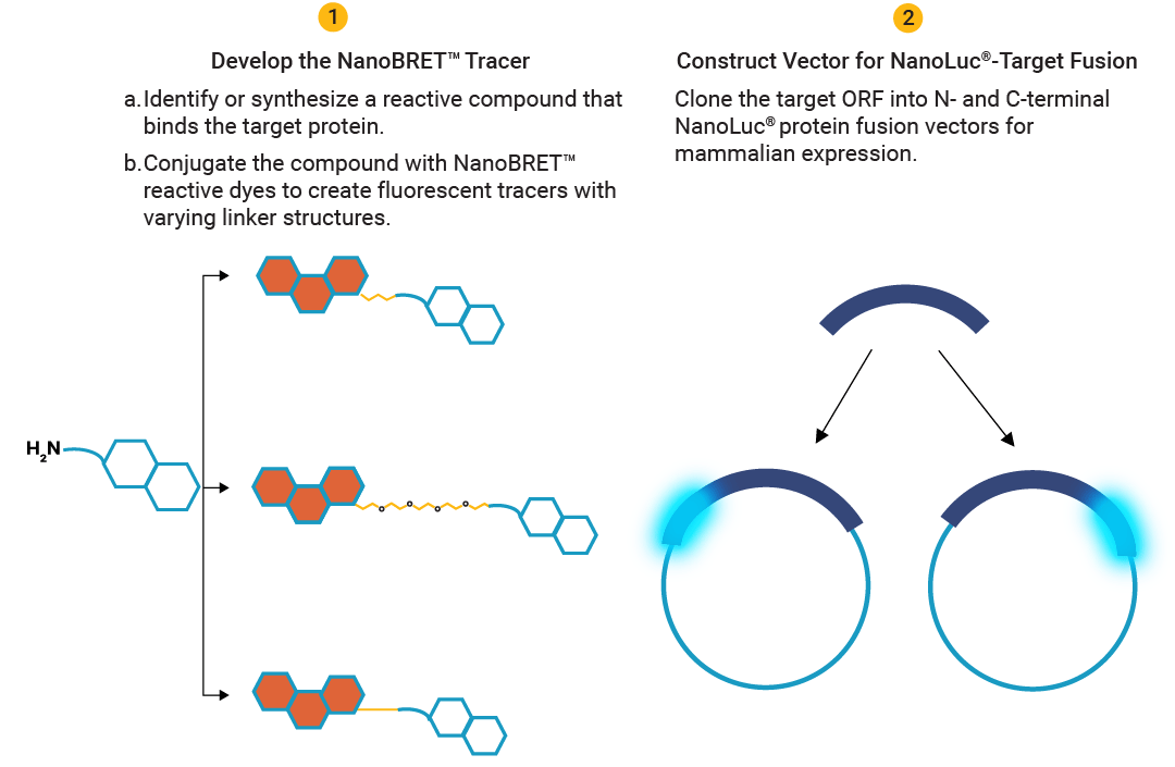 NanoBRET™ TE Assay Development Workflow, Part 1