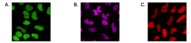 Cell images of parental U2OS cells and U2OS cells stably expressing HaloTag® protein fused to three copies of a nuclear localization sequence.