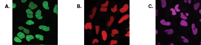 Cell images of parental U2OS cells and U2OS cells stably expressing HaloTag® protein fused to three copies of a nuclear localization sequence.