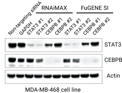 FuGENE® SI outperforms Lipofectamine™ RNAiMAX in siRNA knockdown efficiency, as confirmed by Western blot.