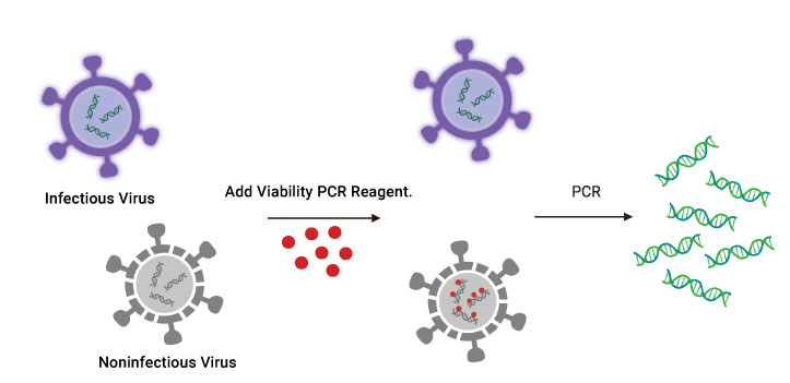 Illustration depicting intact-nonintact discrimination with viruses using the Viability PCR Reagent System.