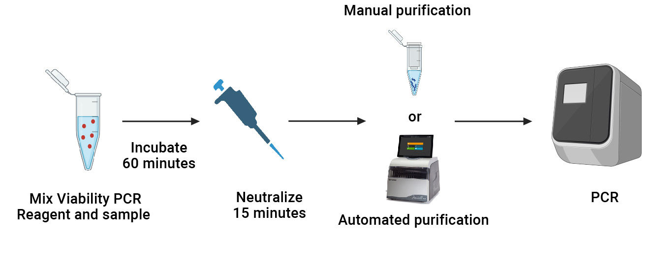 Illustration depicting the Viability PCR Reagent System assay workflow.