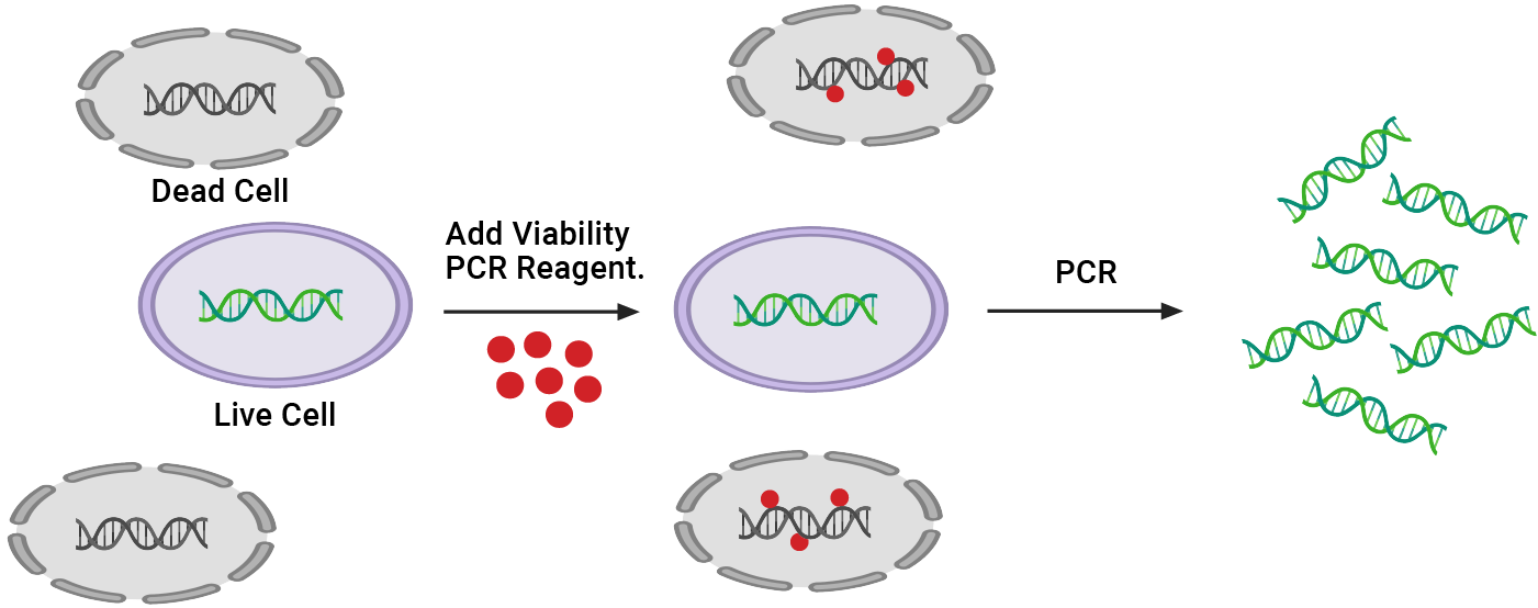 Illustration depicting live-dead discrimination with bacteria using the Viability PCR Reagent System.