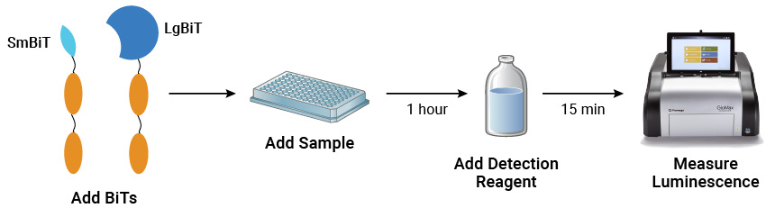 Depiction of Lumit® dsRNA Detection Assay protocol.
