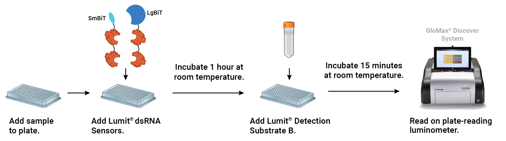 lumit dsRNA immunoassay principle