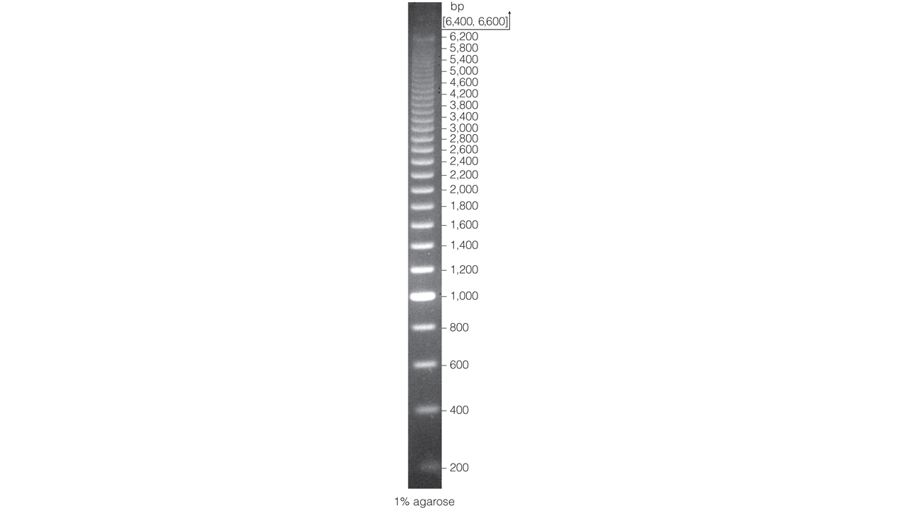 dl2000marker条带梯度图片