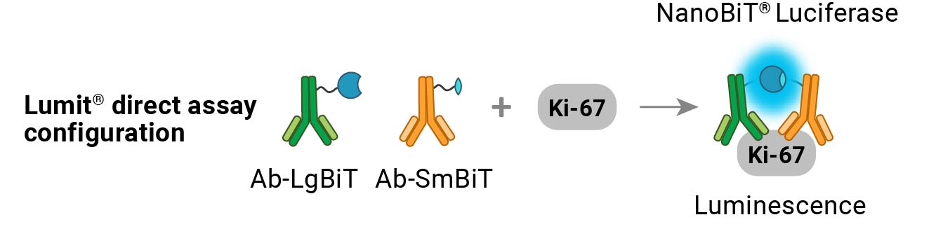 Illustration showing how the Lumit® hKi-67 Immunoassay works.