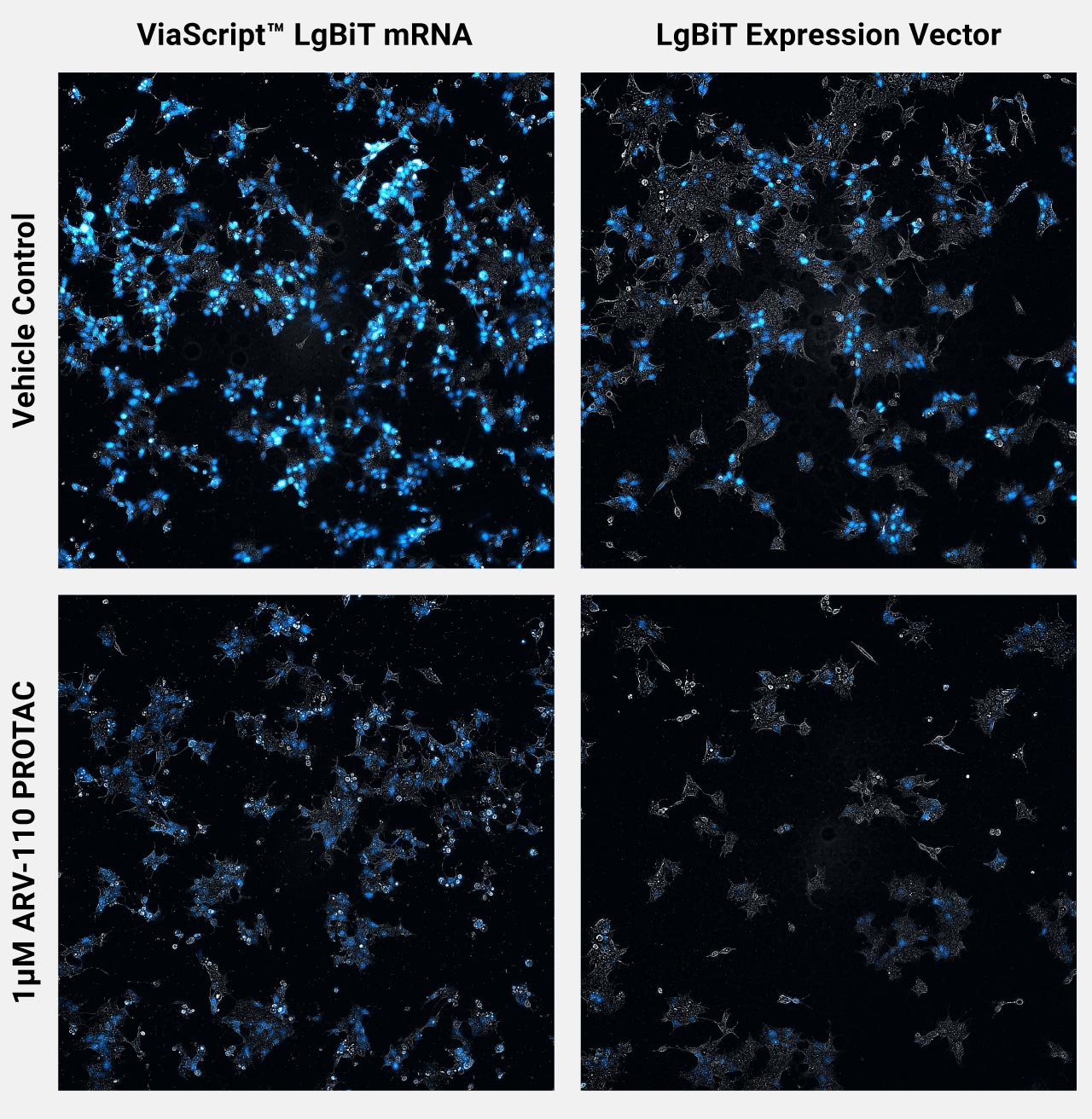 Images of 22Rv1 AR-HiBiT clonal cell line transfected with ViaScript™ LgBiT mRNA Delivery System or LgBiT Expression Vector overnight followed by treatment with vehicle control or 1µM ARV-110 PROTAC.