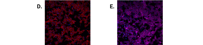 U2OS cells imaged with 561nm laser excitation for Janelia Fluor® 549i and 635i Ligands.